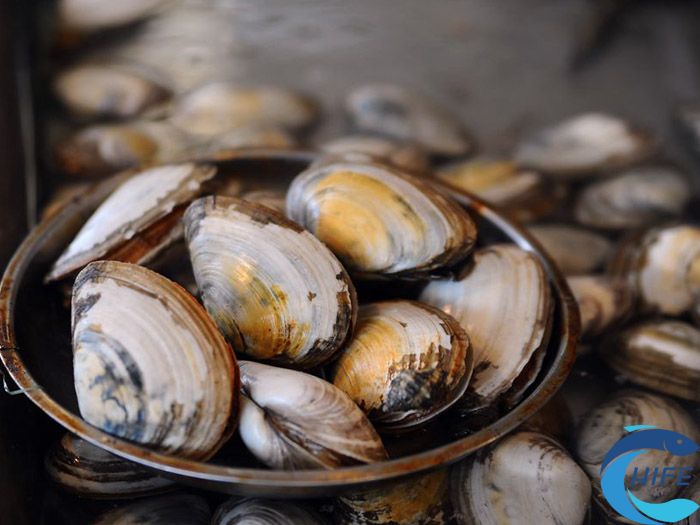 海鲜中贝类的营养价值有哪些？