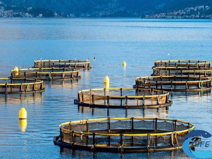 海南省的水产种业发展取得了哪些成就