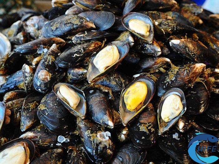 海南省水产养殖业的品牌建设有哪些策略